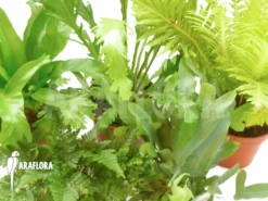 Araflora XL Ferns Starter Package -Green Haven Sales Store Araflora Fern Easy Starter package 9