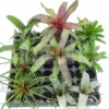 Araflora Terrarium Bromeliad Assortedpackage