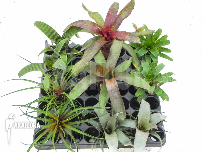 Araflora Terrarium Bromeliad Assortedpackage 1 Araflora Terrarium Bromeliad Assortedpackage