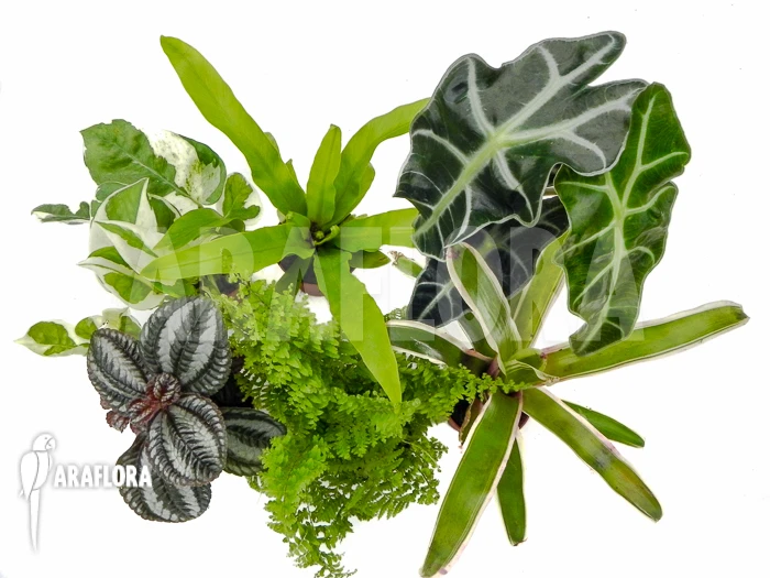 Araflora Terrarrium Plant Starterpackage 1 Araflora Terrarrium Plant Starterpackage