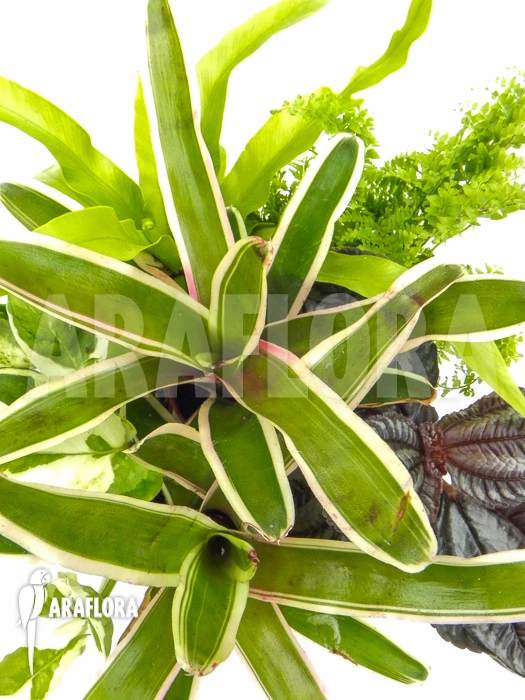 Araflora Terrarrium Plant Starterpackage 2 Araflora Terrarrium Plant Starterpackage - Image 2