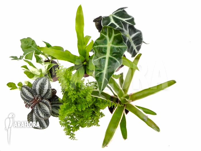 Araflora Terrarrium Plant Starterpackage 3 Araflora Terrarrium Plant Starterpackage - Image 3