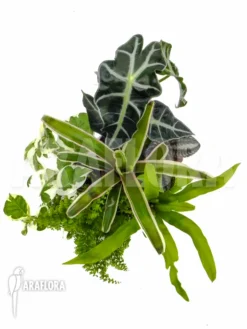 Araflora Terrarrium Plant Starterpackage 9 Araflora Terrarrium Plant Starterpackage -Green Haven Sales Store Araflora Terrarrium plant starterpackage 4