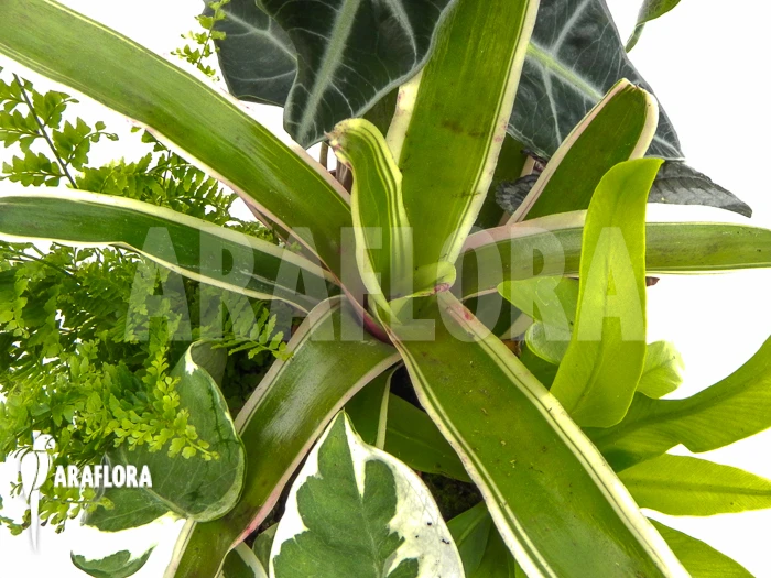 Araflora Terrarrium Plant Starterpackage 5 Araflora Terrarrium Plant Starterpackage - Image 5