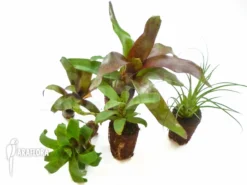 Araflora Mini Bromeliads Package Vriesea Racinae