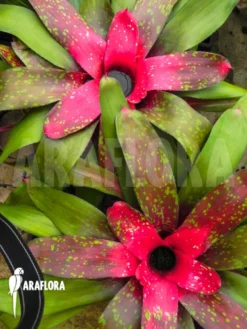 Araflora No Name Bromelia Vdv