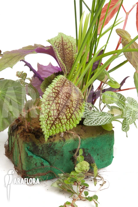 Araflora Tropical Plants 1 Araflora Tropical Plants