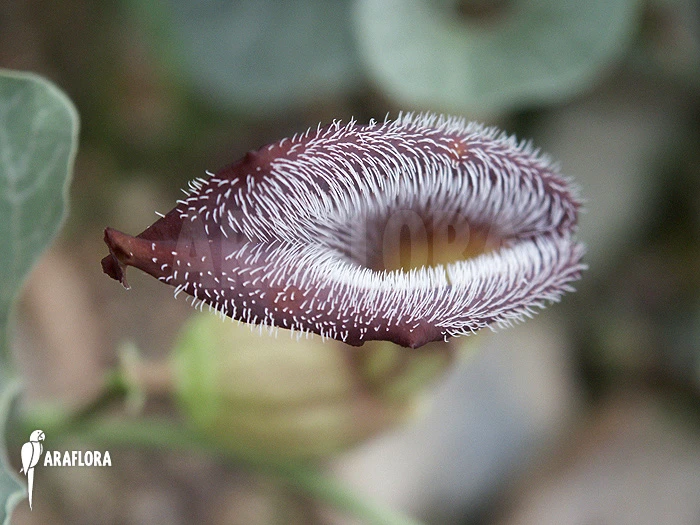 Chilean Fox's Ears 'Aristolochia Chilensis' 1 Chilean Fox's Ears 'Aristolochia Chilensis'