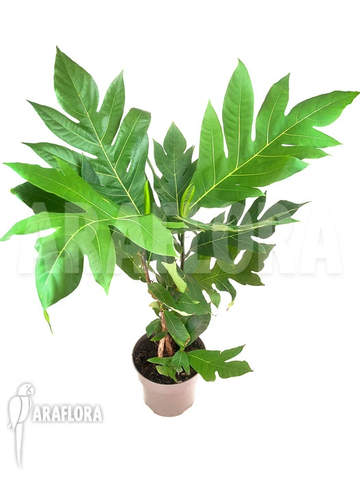 Artocarpus Species 1 Artocarpus Species