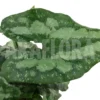 Asarum Splendens