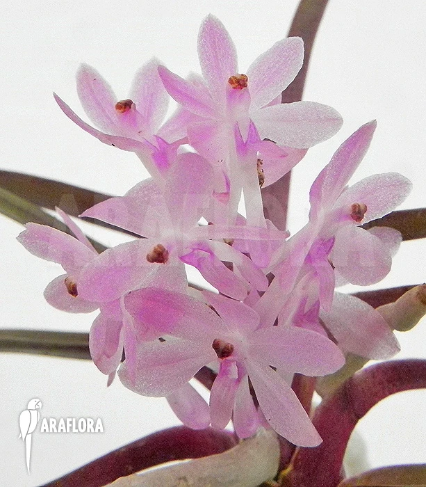 Orchid 'Ascocentrum Christensonianum' 1 Orchid 'Ascocentrum Christensonianum'