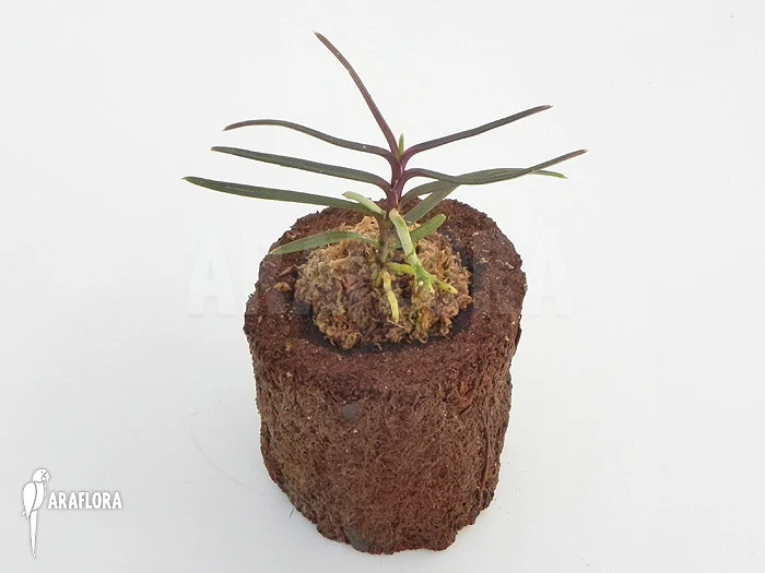 Orchid 'Ascocentrum Christensonianum' 2 Orchid 'Ascocentrum Christensonianum' - Image 2