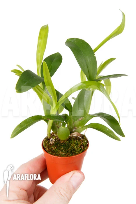 Orchid 'Aspasia Lunata' 'M' 1 Orchid 'Aspasia Lunata' 'M'