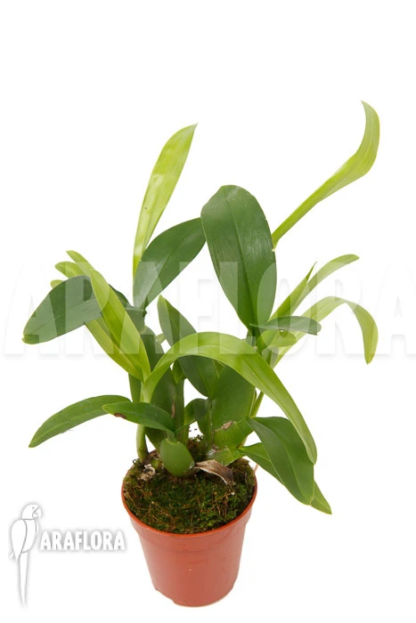 Orchid 'Aspasia Lunata' 'M' 2 Orchid 'Aspasia Lunata' 'M' - Image 2