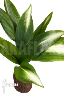 Aspidistra Eliator 'L'