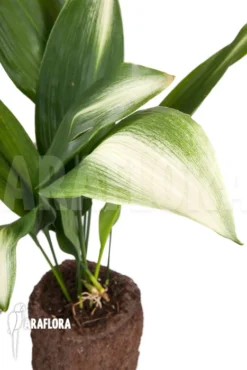 Aspidistra Eliator 'L' 8 Aspidistra Eliator 'L' -Green Haven Sales Store Aspedistra eliator L 3