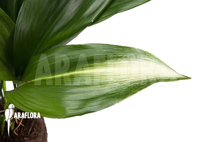 Aspidistra Eliator 'L' 3 Aspidistra Eliator 'L' - Image 3