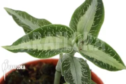 Orchid 'Aspidogyne Argentea'