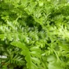 Asplenium Dimorphum X Difforme (x Parvati)