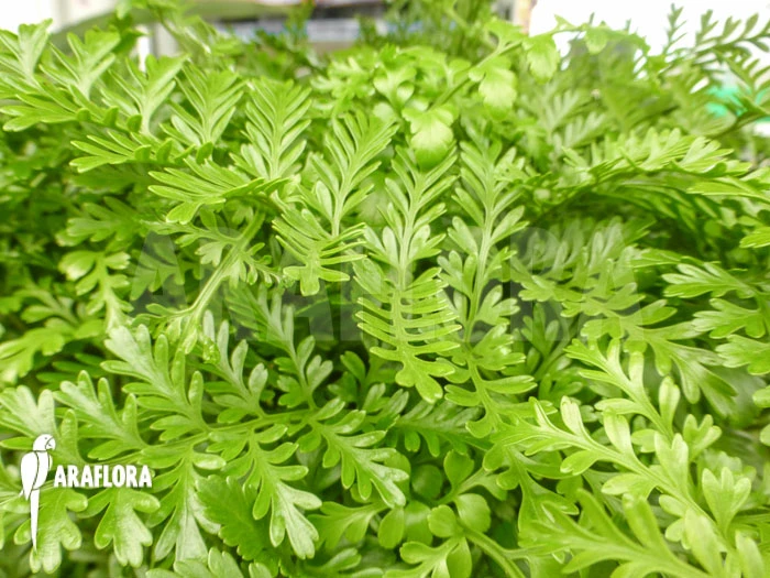 Asplenium Dimorphum X Difforme (x Parvati) 2 Asplenium Dimorphum X Difforme (x Parvati) - Image 2