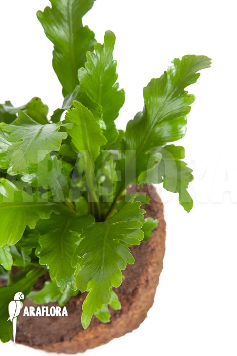 Asplenium Nidus 'Campio' 1 Asplenium Nidus 'Campio'