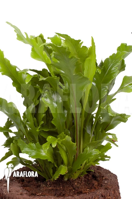 Asplenium Nidus 'Campio' 4 Asplenium Nidus 'Campio' - Image 4