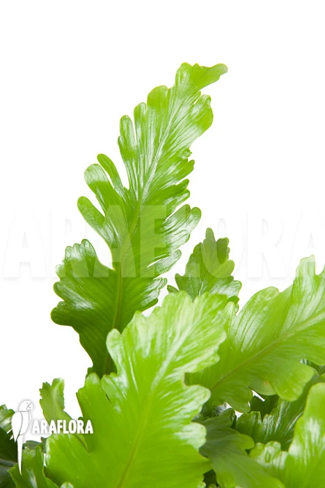 Asplenium Nidus 'Campio' 3 Asplenium Nidus 'Campio' - Image 3