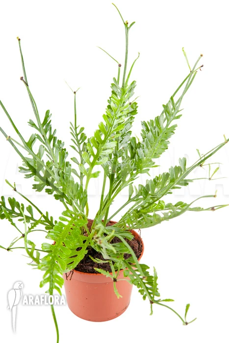 Asplenium X Kenzoi 1 Asplenium X Kenzoi