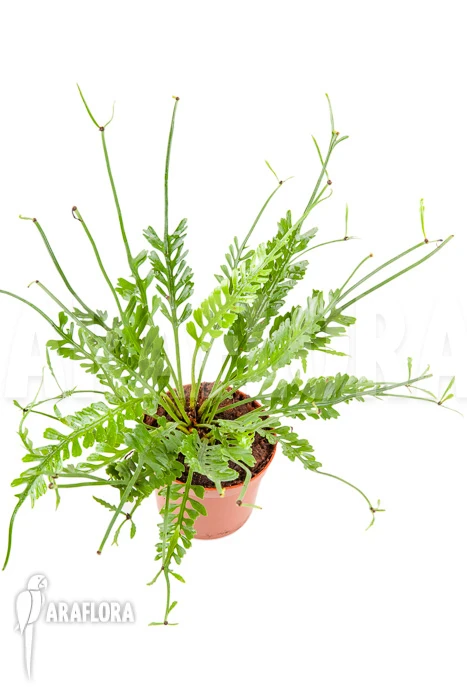 Asplenium X Kenzoi 4 Asplenium X Kenzoi - Image 4