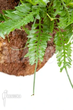 Asplenium X Kenzoi “L” -Green Haven Sales Store Asplenium x kenzoi L 3