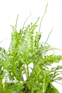 Asplenium X Kenzoi “L” -Green Haven Sales Store Asplenium x kenzoi L 4