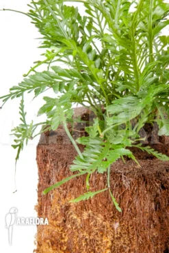 Asplenium X Kenzoi “L” -Green Haven Sales Store Asplenium x kenzoi L 5