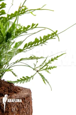 Asplenium X Kenzoi “L” -Green Haven Sales Store Asplenium x kenzoi L 6