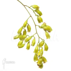 Orchid 'Baptistonia Echinata' -Green Haven Sales Store Baptistonia echinata 3