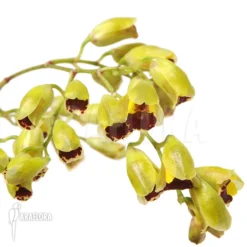 Orchid 'Baptistonia Echinata' -Green Haven Sales Store Baptistonia echinata 4