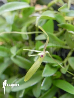 Orchid 'Barbosella Cogniauxiana'