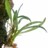 Orchid 'Barbosella Cucullata 'Starter''