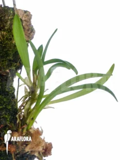 Orchid 'Barbosella Cucullata 'Starter''