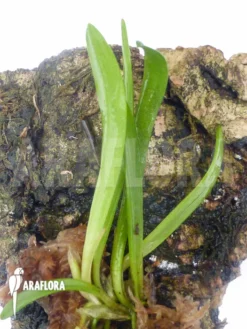 Orchid 'Barbosella Cucullata 'Starter'' -Green Haven Sales Store Barbosella cucullata Starter 3