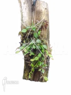 Orchid 'Barbosella Dusenii'