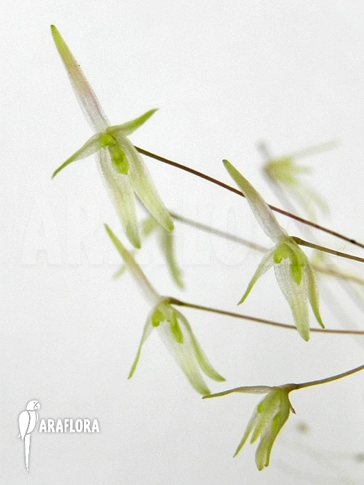 Orchid 'Barbosella Gardneri' 1 Orchid 'Barbosella Gardneri'