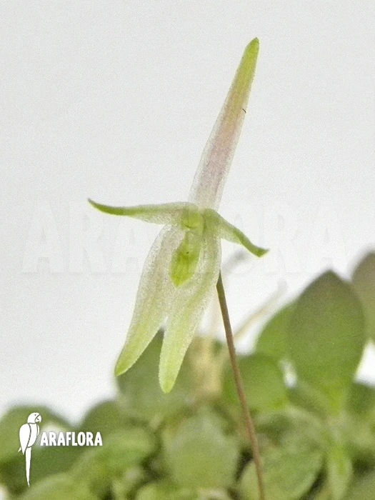 Orchid 'Barbosella Gardneri' 2 Orchid 'Barbosella Gardneri' - Image 2