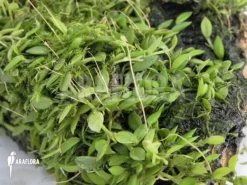 Orchid 'Barbosella Gardneri' 7 Orchid 'Barbosella Gardneri' -Green Haven Sales Store Barbosella gardneri 3