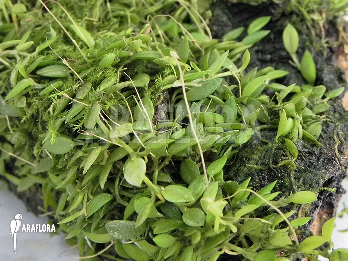 Orchid 'Barbosella Gardneri' 3 Orchid 'Barbosella Gardneri' - Image 3