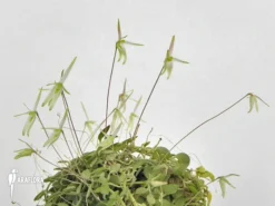 Orchid 'Barbosella Gardneri' 8 Orchid 'Barbosella Gardneri' -Green Haven Sales Store Barbosella gardneri 4