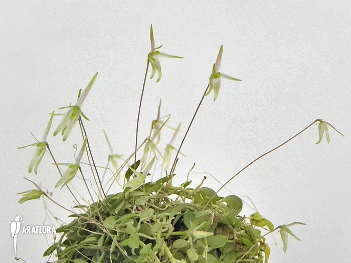 Orchid 'Barbosella Gardneri' 4 Orchid 'Barbosella Gardneri' - Image 4