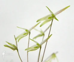 Orchid 'Barbosella Gardneri' 9 Orchid 'Barbosella Gardneri' -Green Haven Sales Store Barbosella gardneri 5