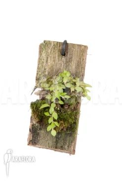 Orchid 'Barbosella Gardneri' 'Starter' -Green Haven Sales Store Barbosella gardneri Starter 2