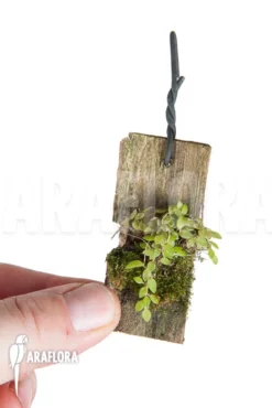 Orchid 'Barbosella Gardneri' 'Starter' -Green Haven Sales Store Barbosella gardneri Starter 3