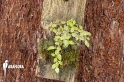 Orchid 'Barbosella Gardneri' 'Starter' -Green Haven Sales Store Barbosella gardneri Starter 4